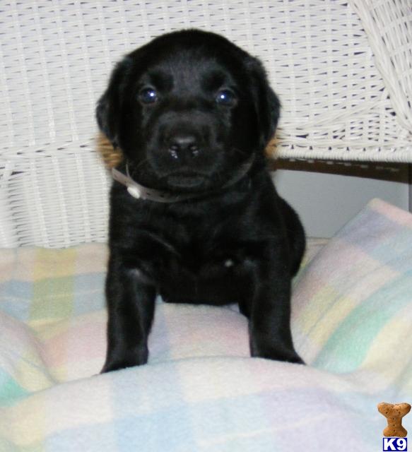 Labrador Retriever Puppies